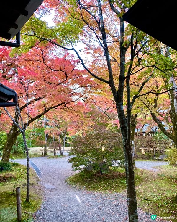 『日本』由布院金鱗湖🌅｜紅黃交織楓葉靚景🍁