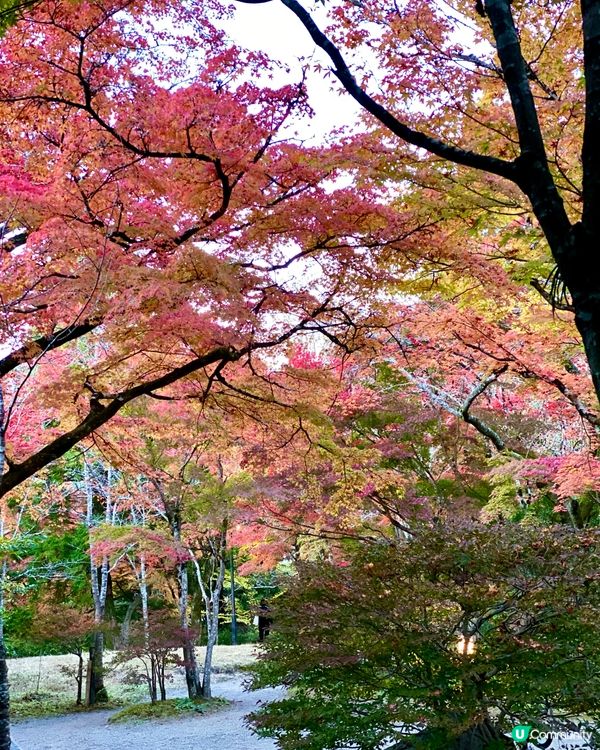 『日本』由布院金鱗湖🌅｜紅黃交織楓葉靚景🍁
