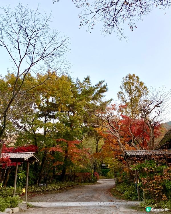 『日本』由布院金鱗湖🌅｜紅黃交織楓葉靚景🍁