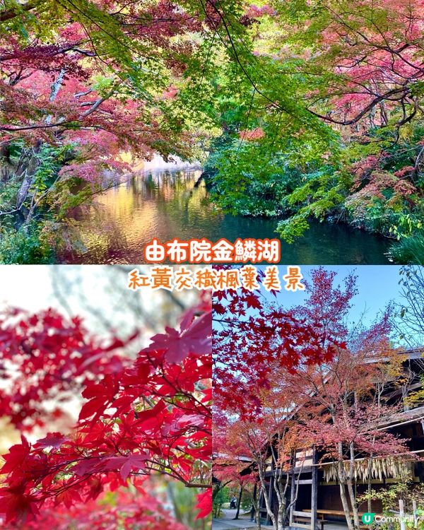 『日本』由布院金鱗湖🌅｜紅黃交織楓葉靚景🍁