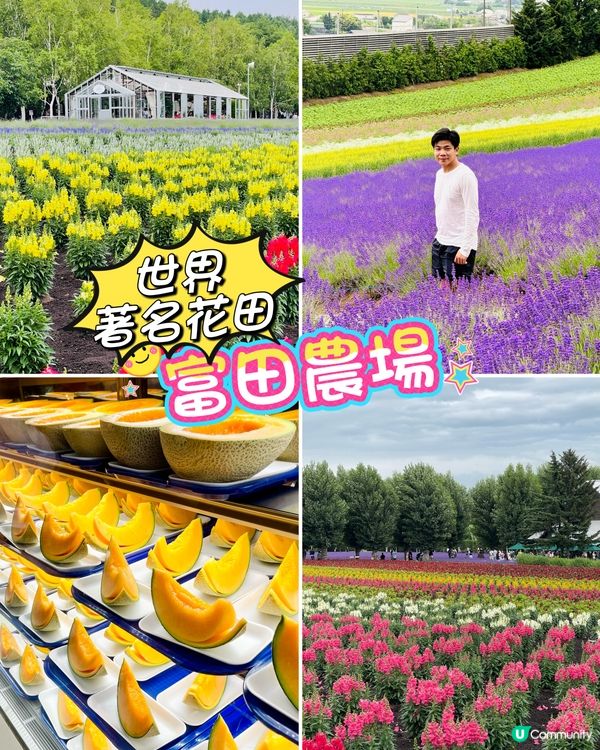 北海道富良野富田農場：彩虹夢幻花海，浪漫到心動！