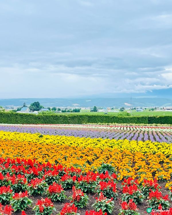 北海道富良野富田農場：彩虹夢幻花海，浪漫到心動！