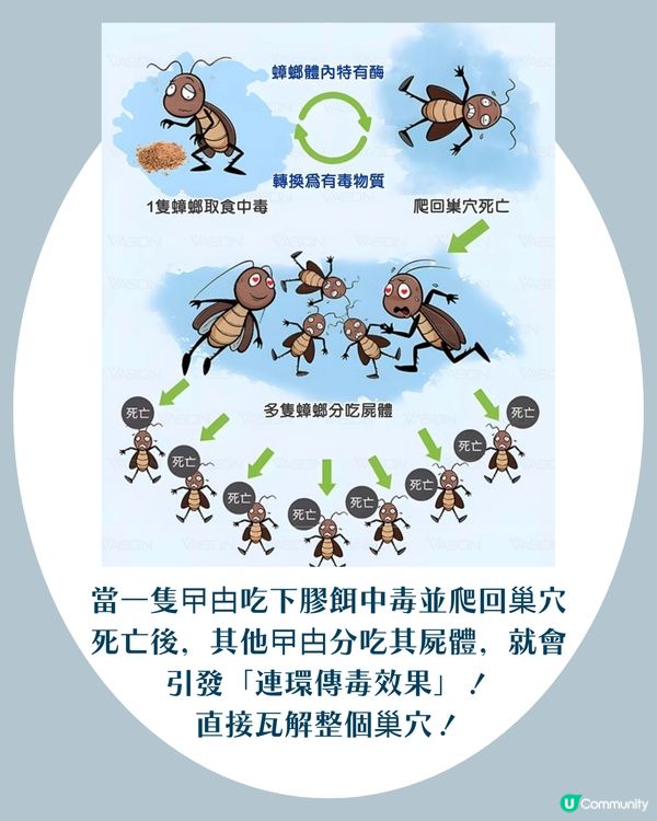 曱甴藥推薦｜網民實測Advion蟑螂凝膠誘餌激讚「史上最強」：全屋連環死清光！