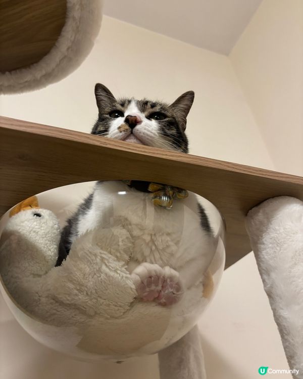 🥚