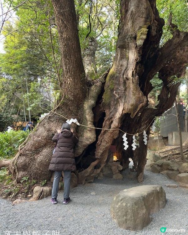 日本東京靜岡縣之旅 | 熱海 | 來宮神社 | 熱海櫻