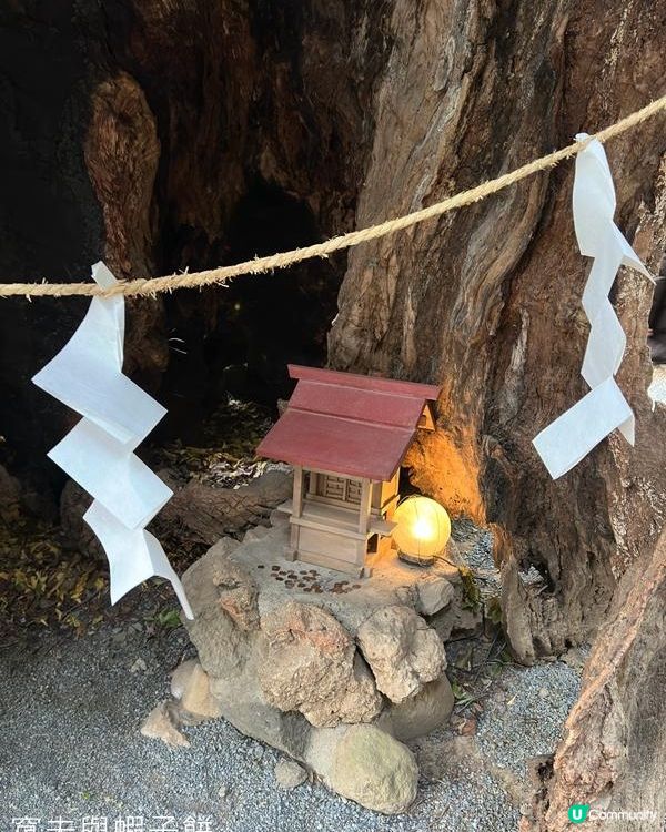 日本東京靜岡縣之旅 | 熱海 | 來宮神社 | 熱海櫻