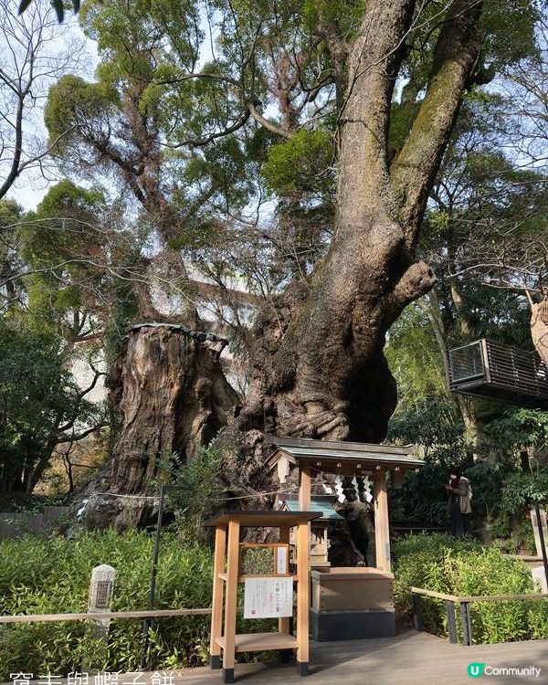 日本東京靜岡縣之旅 | 熱海 | 來宮神社 | 熱海櫻