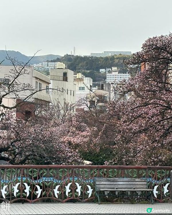 日本東京靜岡縣之旅 | 熱海 | 來宮神社 | 熱海櫻
