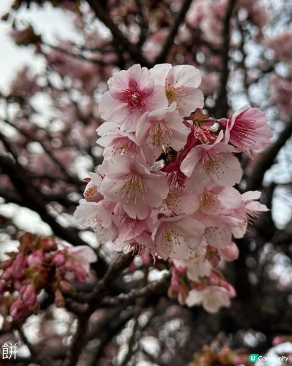 日本東京靜岡縣之旅 | 熱海 | 來宮神社 | 熱海櫻