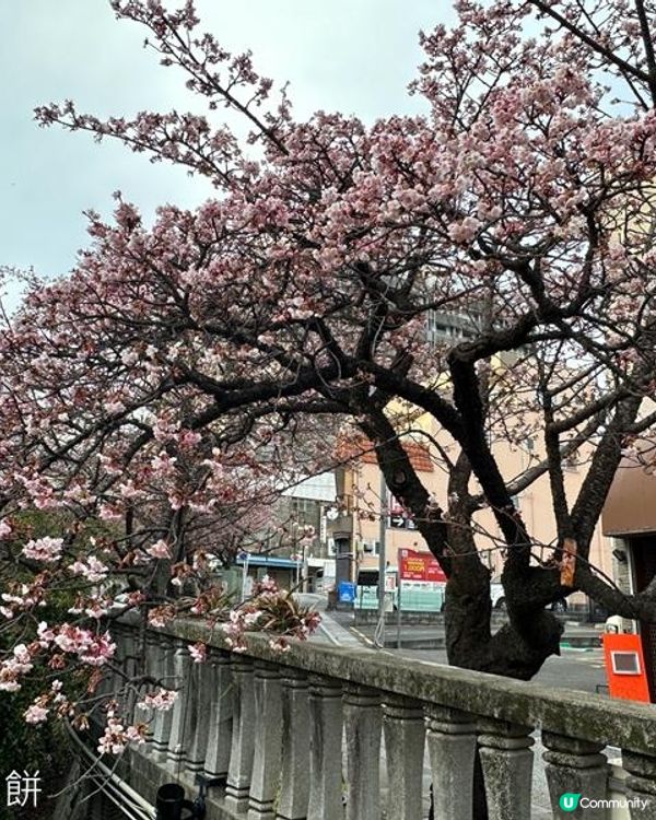 日本東京靜岡縣之旅 | 熱海 | 來宮神社 | 熱海櫻