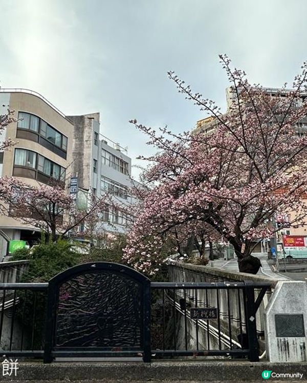 日本東京靜岡縣之旅 | 熱海 | 來宮神社 | 熱海櫻