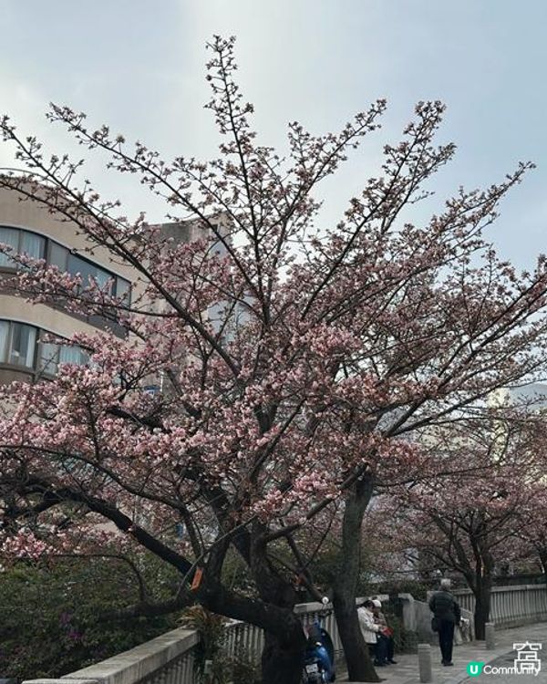 日本東京靜岡縣之旅 | 熱海 | 來宮神社 | 熱海櫻