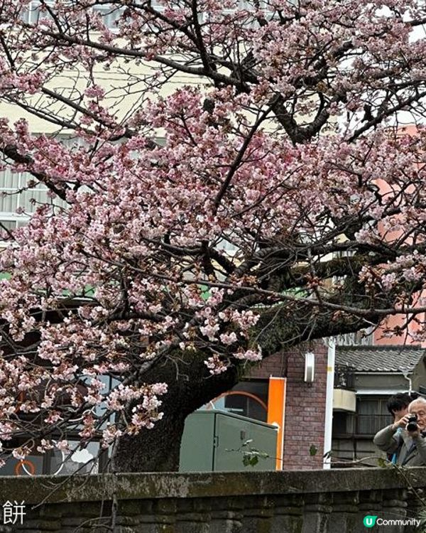 日本東京靜岡縣之旅 | 熱海 | 來宮神社 | 熱海櫻