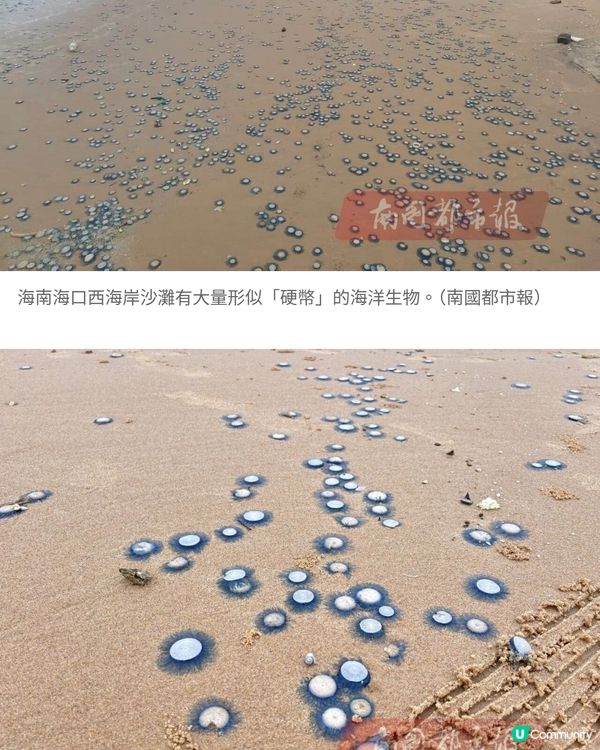 風季