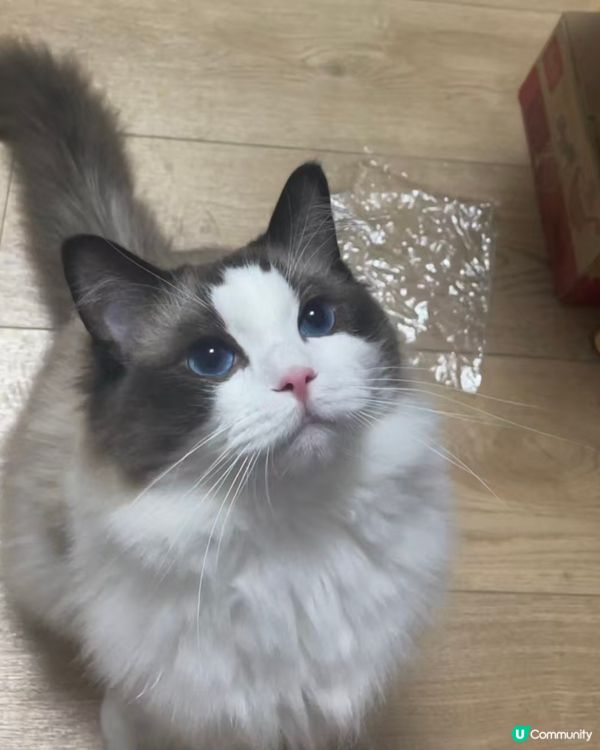 主子