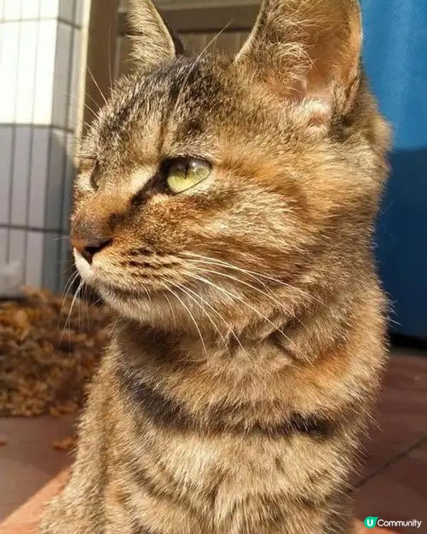貓貓想去