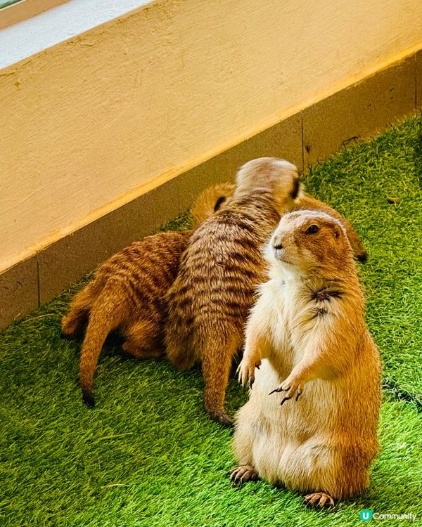 曼谷朱拉隆功：親子萌寵互動秘境，300泰銖玩轉可愛動物天堂！