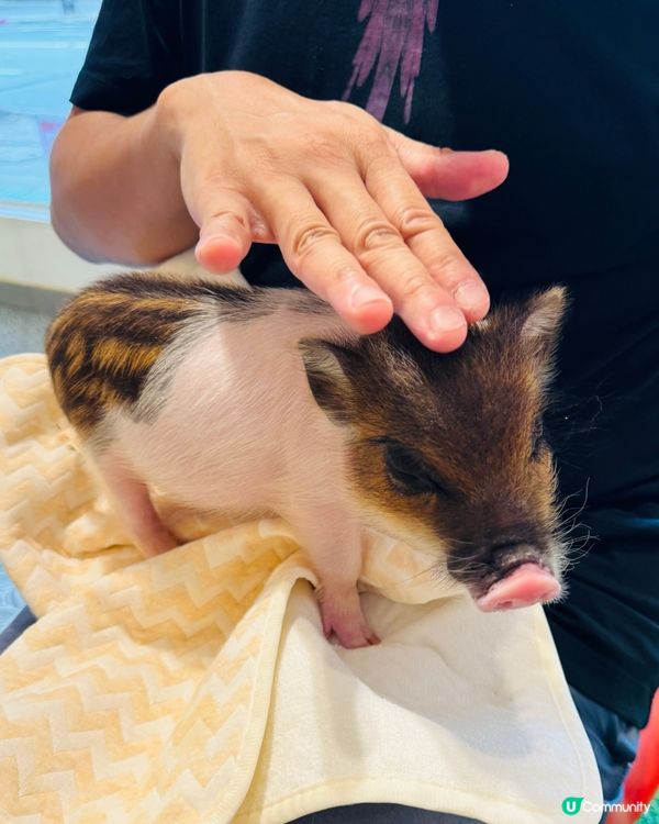 曼谷朱拉隆功：親子萌寵互動秘境，300泰銖玩轉可愛動物天堂！
