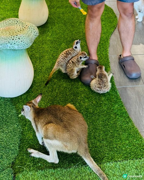 曼谷朱拉隆功：親子萌寵互動秘境，300泰銖玩轉可愛動物天堂！