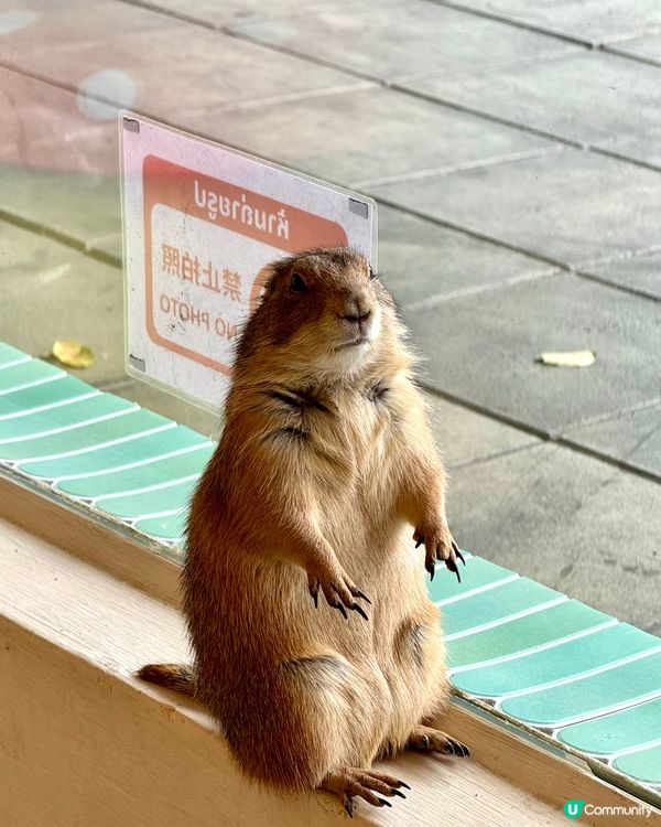曼谷朱拉隆功：親子萌寵互動秘境，300泰銖玩轉可愛動物天堂！