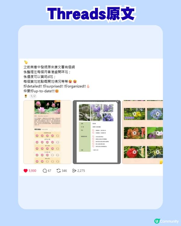 香港賞花必睇！康文署網站整理每月盛開花種、最佳賞花點！網民：設計似長輩圖                                                    