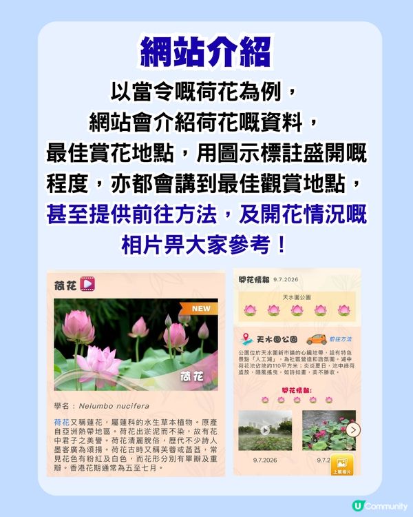 香港賞花必睇！康文署網站整理每月盛開花種、最佳賞花點！網民：設計似長輩圖                                                    