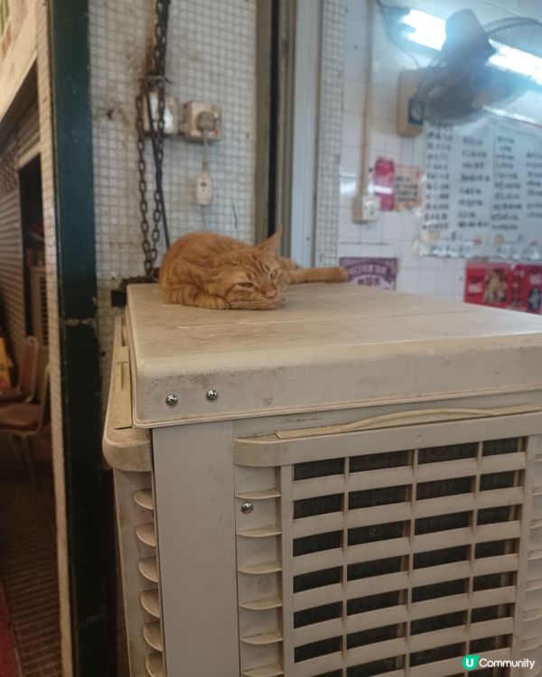 即將變新景象！🏙️ 記得去打卡留影探貓貓🐱！