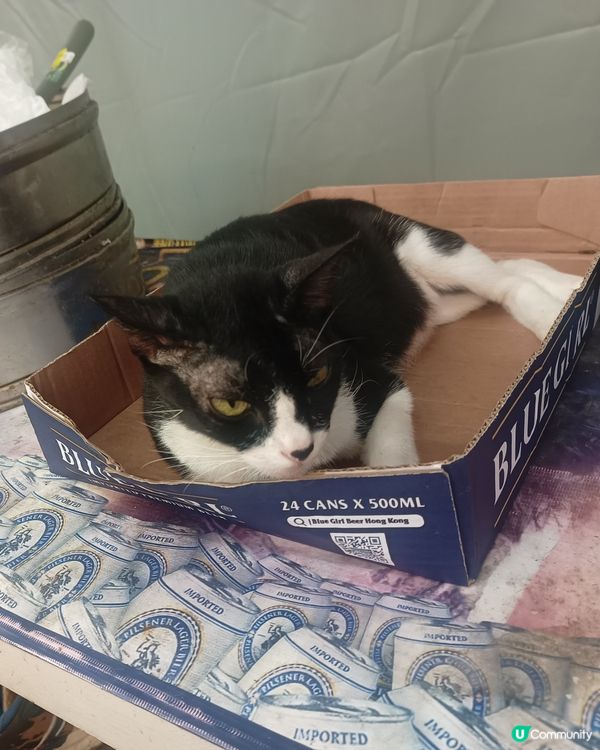 即將變新景象！🏙️ 記得去打卡留影探貓貓🐱！