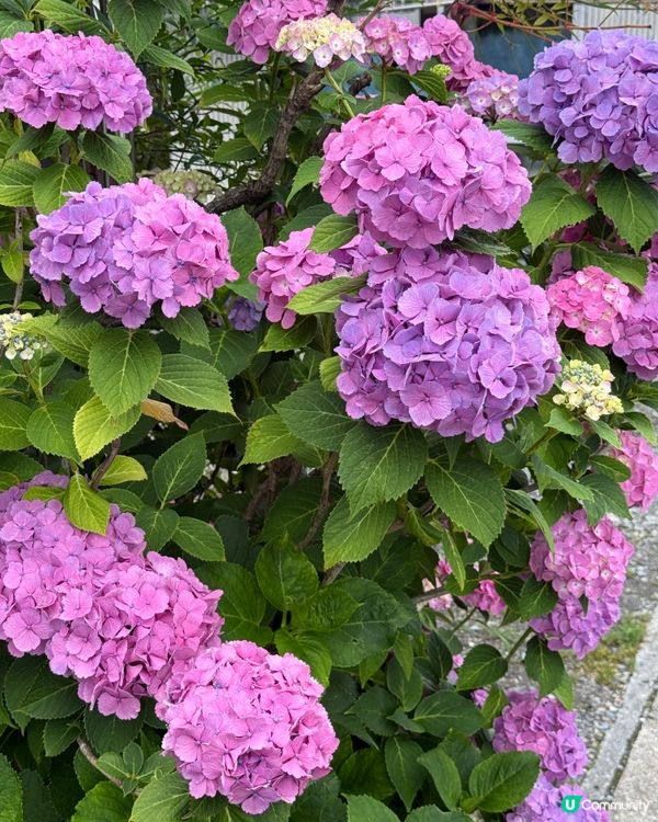 賞花之遊
