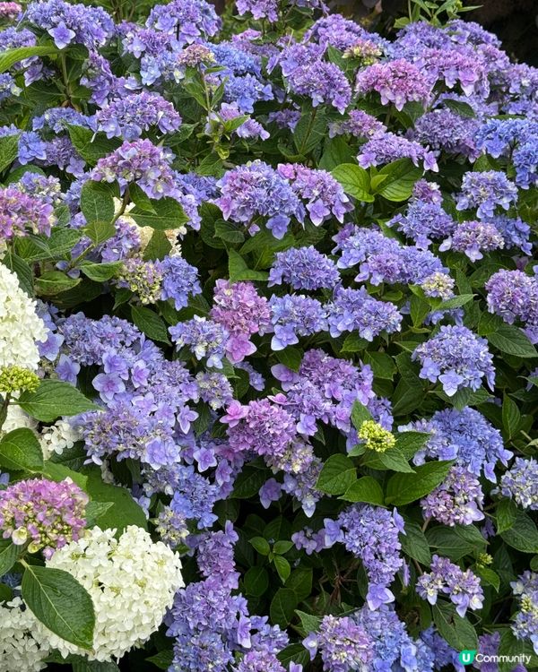 賞花之遊