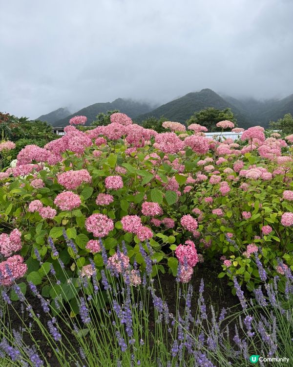 賞花之遊
