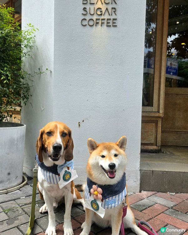 🎉 大日子！今日係政府放寬狗狗可以入餐廳嘅第一日. 唔知點解...