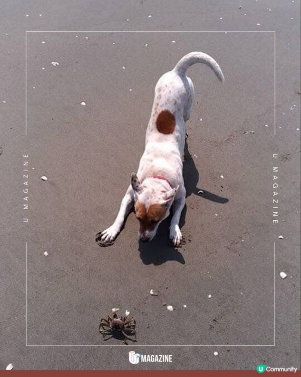 用漂流木雕刻去世愛犬 將 14 年的想念變成最溫暖的陪伴                          