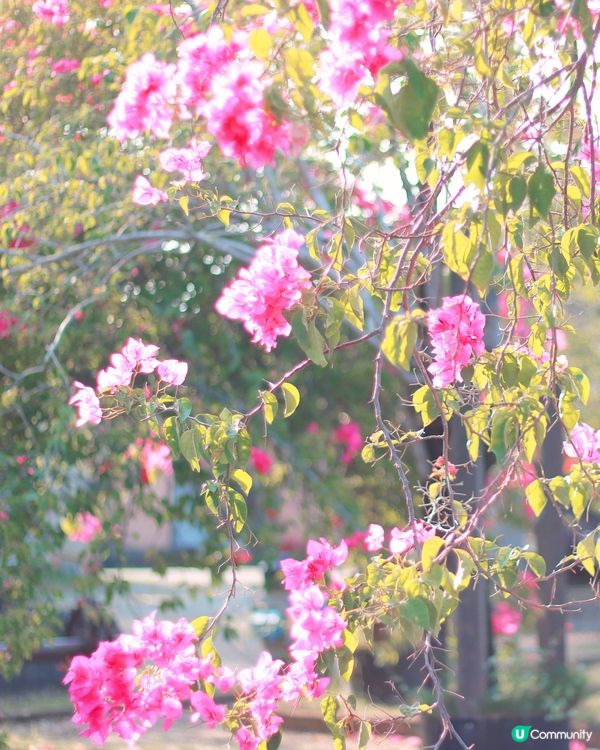 橋頭糖廠九重葛🌸錯過後悔！