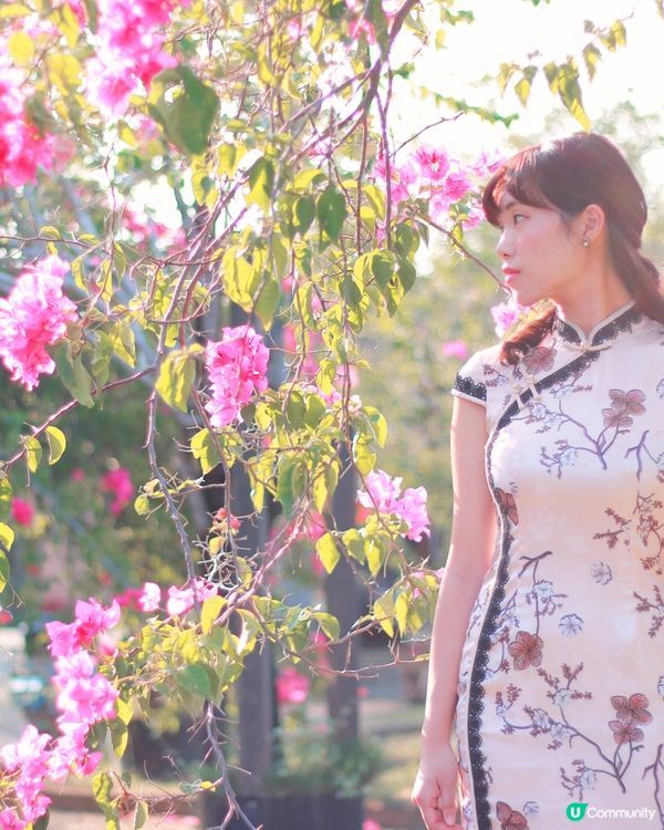 橋頭糖廠九重葛🌸錯過後悔！