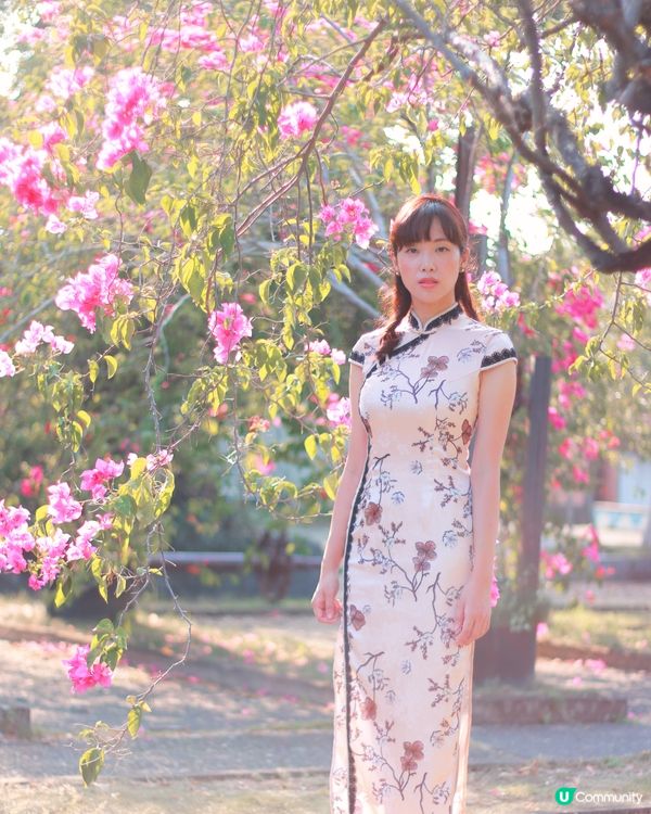 橋頭糖廠九重葛🌸錯過後悔！