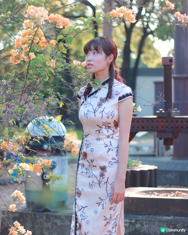 橋頭糖廠九重葛🌸錯過後悔！