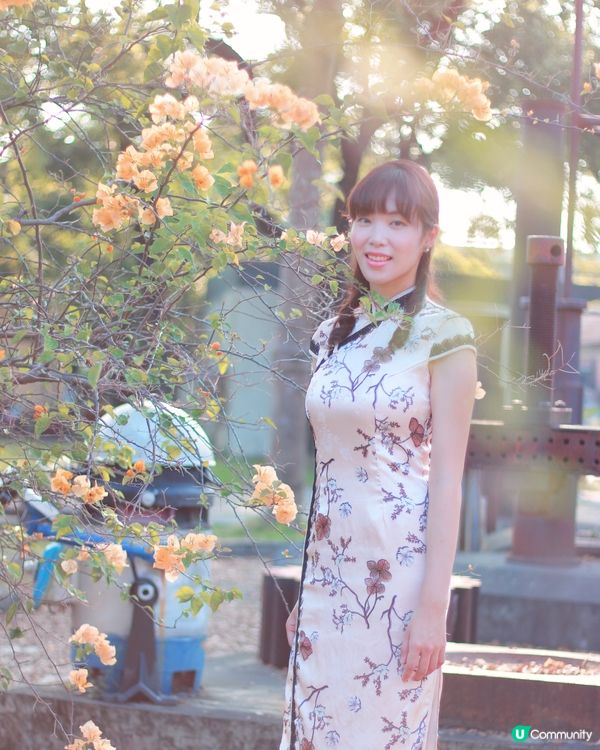 橋頭糖廠九重葛🌸錯過後悔！
