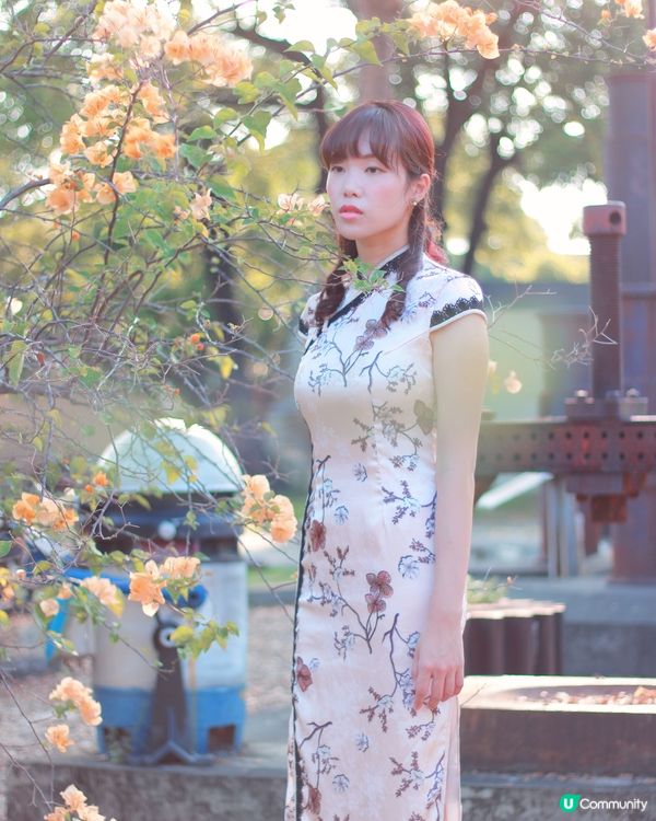 橋頭糖廠九重葛🌸錯過後悔！