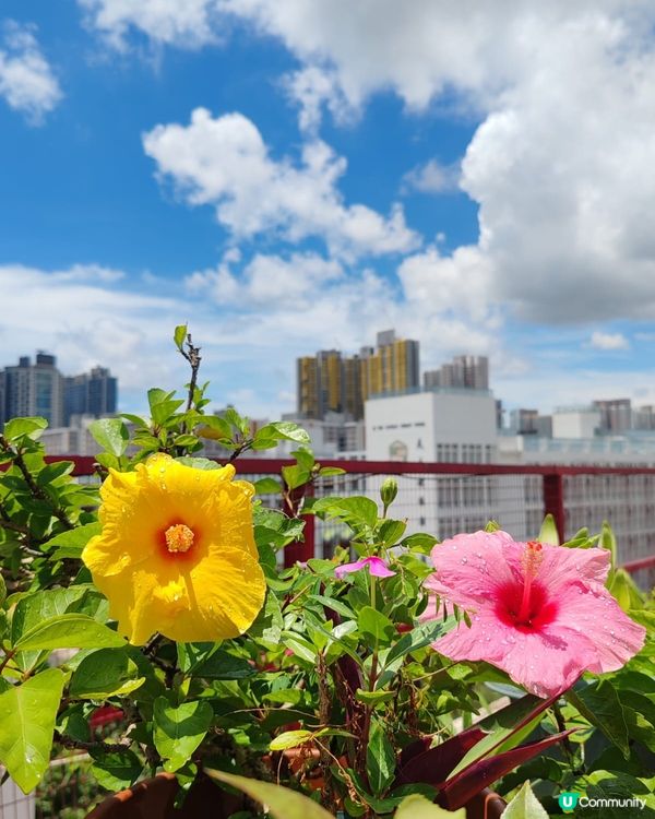 牽牛花花語