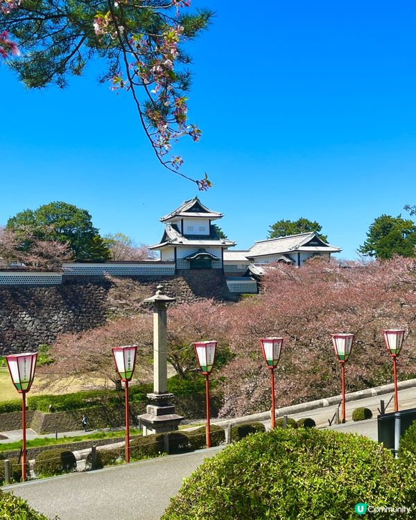 日本百大名城🌸 金澤城賞櫻絕景😍