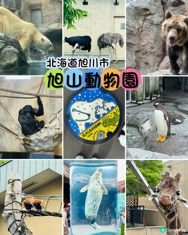 北海道旭山動物園：親子同樂的「行動展示」天堂