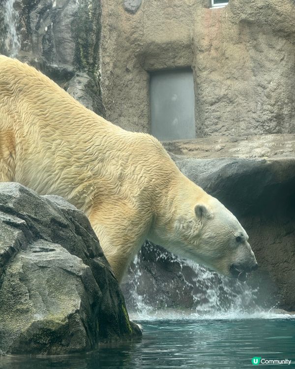 北海道旭山動物園：親子同樂的「行動展示」天堂