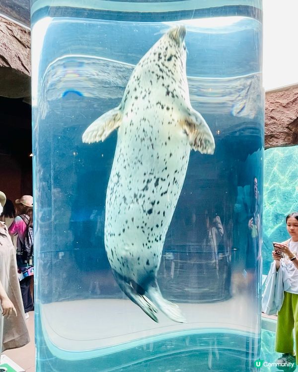 北海道旭山動物園：親子同樂的「行動展示」天堂