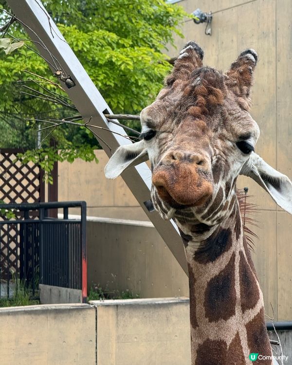 北海道旭山動物園：親子同樂的「行動展示」天堂
