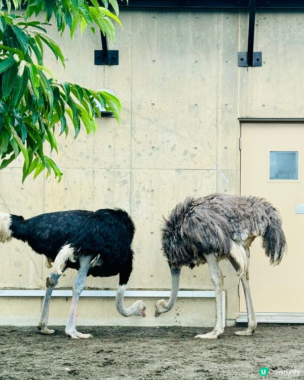 北海道旭山動物園：親子同樂的「行動展示」天堂