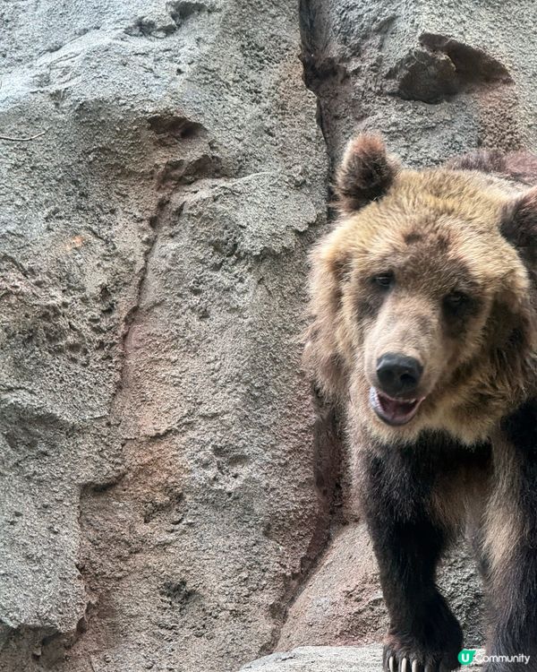 北海道旭山動物園：親子同樂的「行動展示」天堂