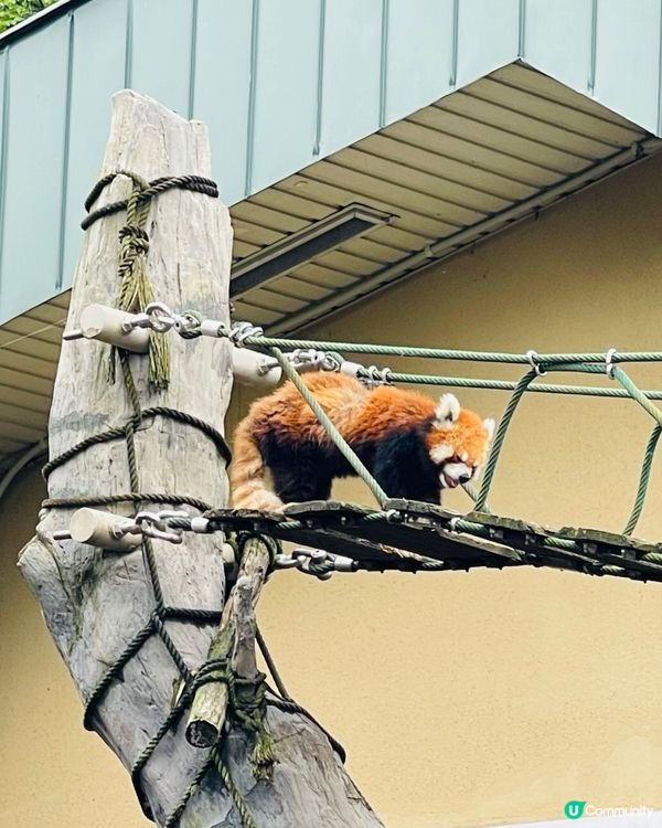 北海道旭山動物園：親子同樂的「行動展示」天堂