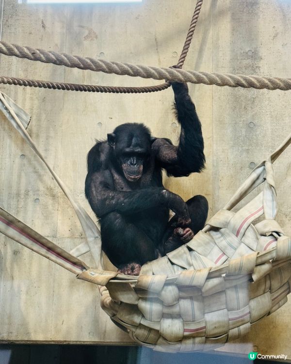 北海道旭山動物園：親子同樂的「行動展示」天堂
