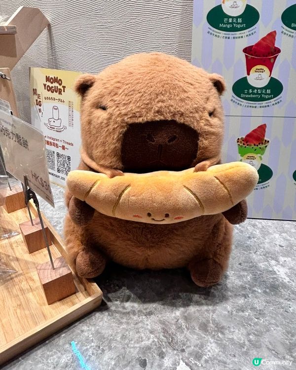 🇭🇰理科女生Yama & Yuki🍀❄️｜本地手工乳酪